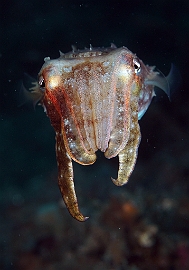 Banda Sea 2018 - DSC05523_rc - Broadclub cuttlefish juv. - Seiche - Sepia latimanus